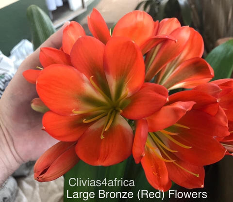 Seedlings - Large flower green throat bronzes/-red x Self