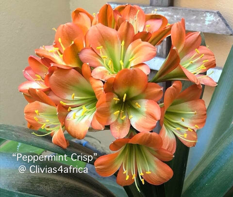Seedlings - Peppermint Crisp x Self