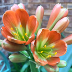 In flower - A unique dark brown bronze just staring to open, 14 more flowers to open!
