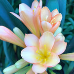 In flower - Peach with Pink (14 more flower buds that must open!)