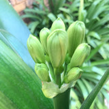 In flower - Big Bronze Flowers with many buds still to open on the head! Second flower pushing! Plus small offset.