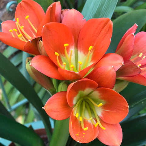 In flower - Green Throat dark Bronze with semi broad leaves