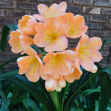 In flower - Pink Peach, plus 3 small offsets