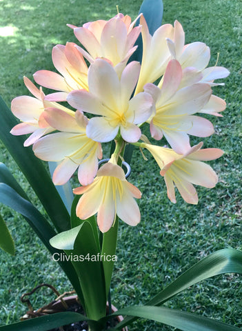 Seedlings - Gloriblossom