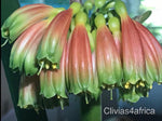 Seedlings - Nobilis Pink Blush x Hattori Blush Tselane