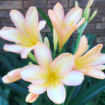 In flower - Pink Peach pushing a second flower as well!