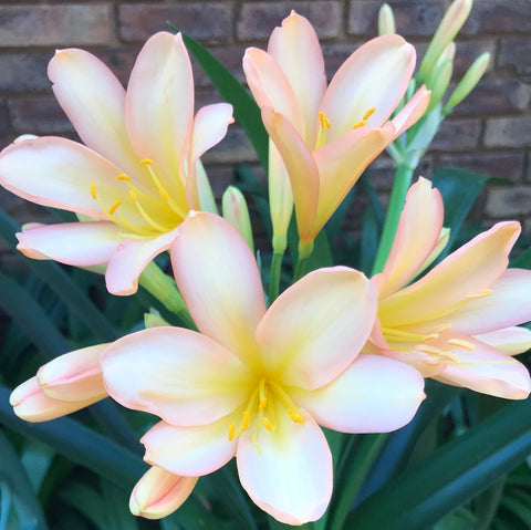 In flower - Pink Peach pushing a second flower as well!