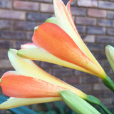 In flower - Super Splash with more flower buds that must open