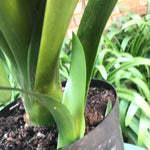 In flower - Big Bronze Flowers with many buds still to open on the head! Second flower pushing! Plus small offset.