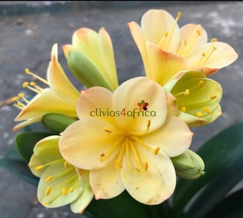 Seedlings - Hattori Pink Tips x Hattori Bicolour