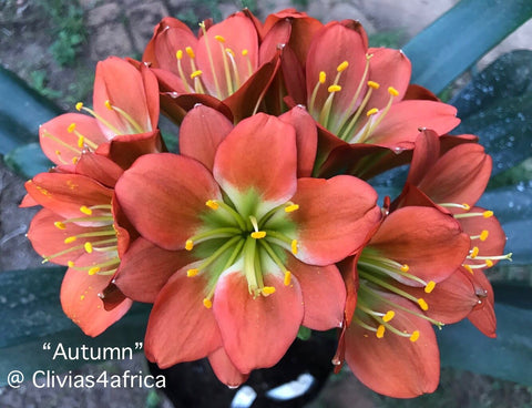 Seedlings - Autumn x Self