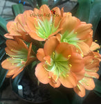 Seedlings - Salmon Rose, Multipetal bronze x Self