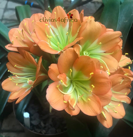 Seedlings - Salmon Rose, Multipetal bronze x Self