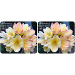 25a-2022 Seedlist - Hattori Tselani (pink blush) x Self (price is per packet of 2 seeds, quantity is number of packets)