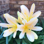 In flower - Small Petite Pink Peach! Delicately beautiful