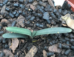 Seedlings - Nobilis Pink Blush x Self