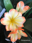 Seedlings- Saki Beni x Green Gr1 Interspec
