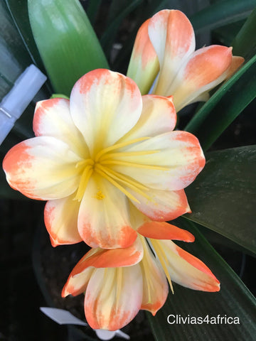 Seedlings- Saki Beni x Green Gr1 Interspec