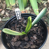 Seedling - Variegated Daruma