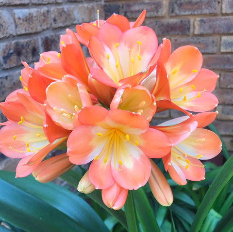 In flower - Large yellow throat light orange/pastel flowers!
