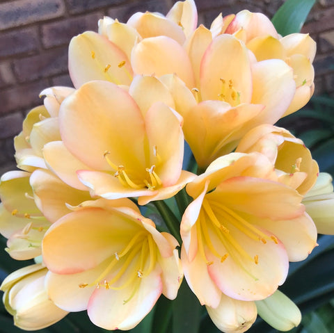 In flower - Pink Peach Tipperary, plus 2 small offsets