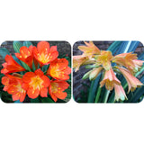 Seedlings - Variegated Broadleaf x Variegated Ngome Interspec