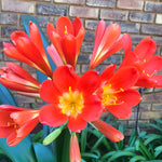In Flower - Huge Dark Flowers! Exceptional stunning clivia!