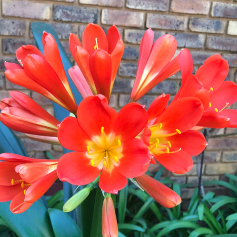 In Flower - Huge Dark Flowers! Exceptional stunning clivia!