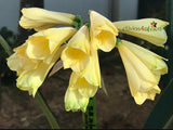 Seedlings - Hattori Pink Tips (Tanchoo) x Johnny Bravo