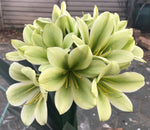 Seedlings - Large flower green throat bronzes/-red x Hirao Green