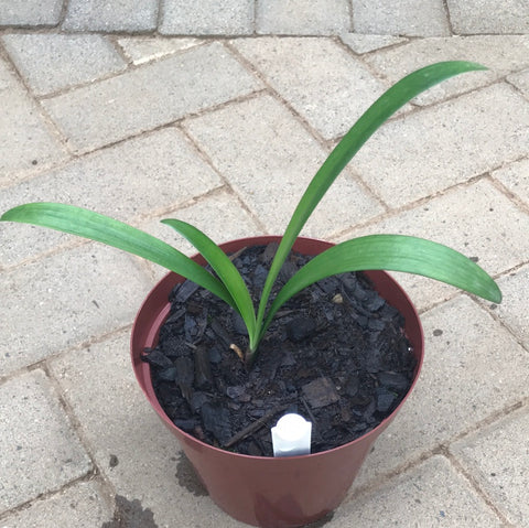Seedlings - Dwarf Gardenii x Springbok