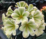 Seedlings - Dwarf Gardenii x Springbok