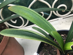 Variegated Bronze seedlings