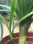 In flower - Orange Interspec with small offset (6 more flower buds that must open)