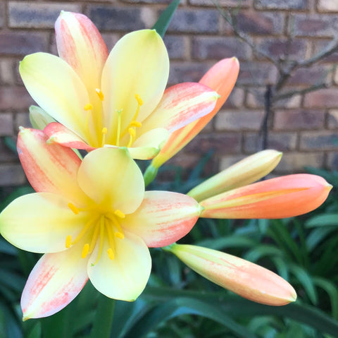 In flower - Super Splash with more flower buds that must open