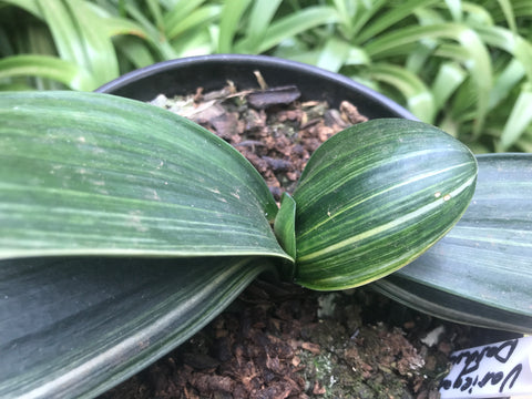 Variegated Broadleaf Daruma