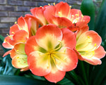 62-2023 Seedlist - Saki Beni Tri Colour x Tabasco (Price is per packet of 2 seeds, Quantity is number of packets you are purchasing)