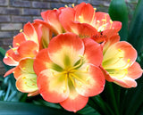 62-2023 Seedlist - Saki Beni Tri Colour x Tabasco (Price is per packet of 2 seeds, Quantity is number of packets you are purchasing)