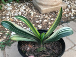 Seedling - Variegated Daruma