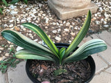 Seedling - Variegated Daruma