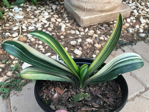 Seedling - Variegated Daruma