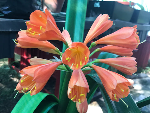 In flower - Orange Interspec with small offset (6 more flower buds that must open)