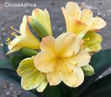 Seedlings - Tanchoo Tips x Hattori Bicolour (Tanchoo)