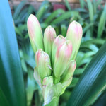 In flower - Bronze Green Throat with 15 more flowers to open on the first flower head plus a second flower pushing!