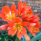 In flower - Yellow throated bright orange with 2 small offsets
