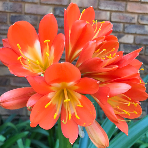 In flower - Yellow throated bright orange with 2 small offsets