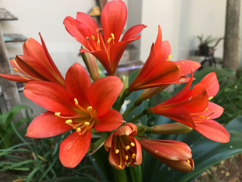 In flower - Semi Broadleaf Bronze 10 more flowers to open!