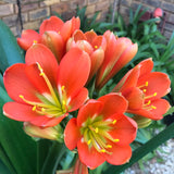 In flower - Big Bronze Flowers with many buds still to open on the head! Second flower pushing! Plus small offset.