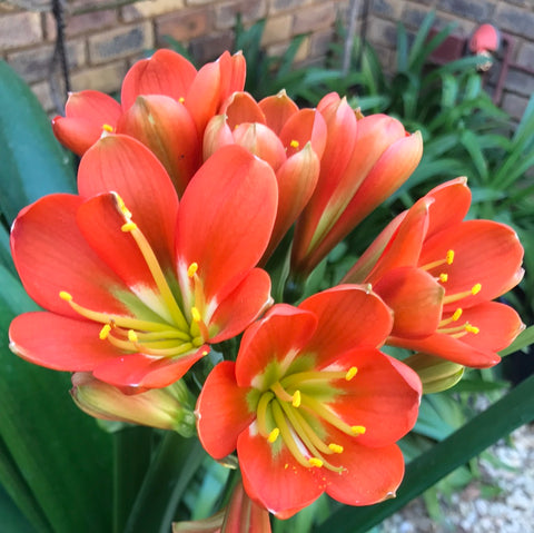In flower - Big Bronze Flowers with many buds still to open on the head! Second flower pushing! Plus small offset.