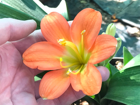 In flower - Huge flowers green throat (6 more flower buds that must open)